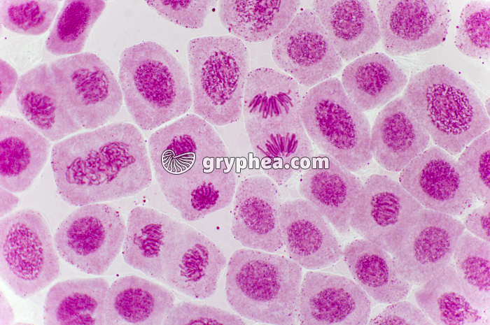 Mitose racine d'Ail (anaphase, télophases) coloration Carmin acétique x200 - gryphea.com